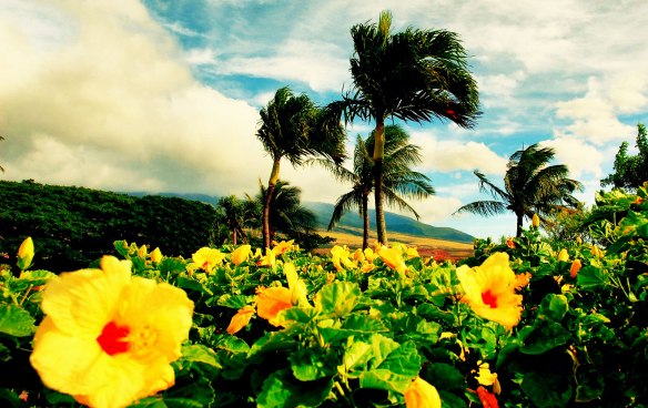 paisagem-hibiscus-amarelo-hawaii
